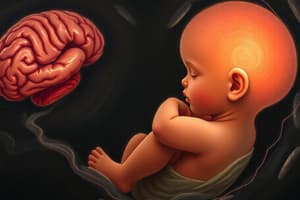 Prenatal Development: Stages and Brain Development