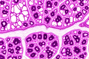 Cell Junctions and Connective Tissue Quiz