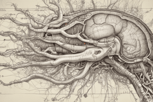 Sistema Activador Reticular: Estructura y Funciones