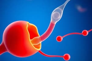 Male Reproductive System Quiz