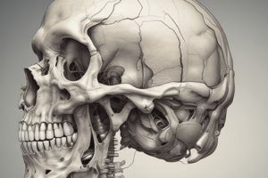 Cranial Foramina Quiz