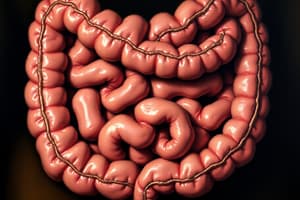 Digestive System: Duodenum and Pancreas Quiz