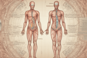 Endocrine System Definition