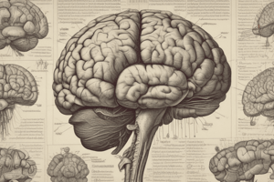 Brain Stem Functions