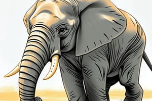 La vie d'un éléphant de 13 ans