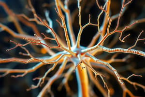 Central Nervous System & Neurotransmitters Quiz