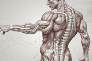 Anatomy & Physiology: Skeletal Muscle Contraction