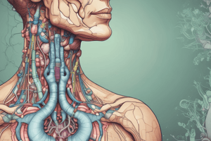 Thyroid Gland and Hormones Quiz