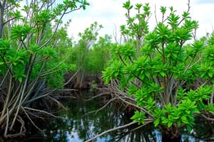 Mangrove Wetlands Overview