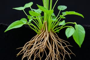 Roots: Structure, Systems and Primary Growth