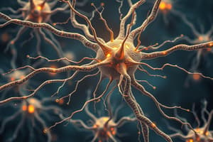 Psychology Chapter 2: Neurons and Neurotransmitters