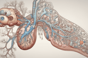 Development of The Respiratory System