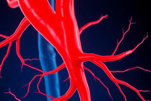 Arteries: Aorta and Ascending Aorta