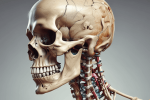 Human Skeletal System Basics