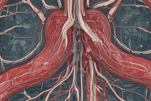 Cardiovascular System: Blood Vessels and Layers