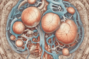 Anatomy of Adrenal Glands