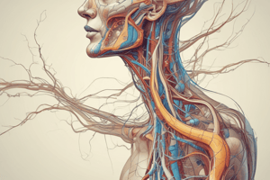 Sympathetic Nervous System Anatomy Quiz