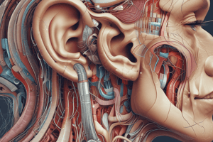 Anatomy LE 6: Auditory and Vestibular Pathways