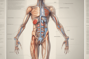 Human Anatomy Chapter 25: Male Reproductive System