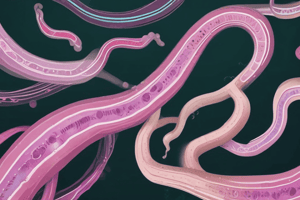 Oesophagostomum spp. Infection and Pathogenesis