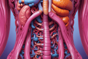 L20 Duodenum