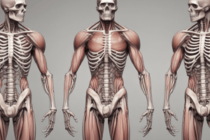 Muscular System