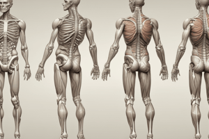 Anatomy of Joints: Fibrous, Cartilaginous, and Synovial Joints