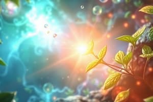 Photosynthesis Overview and Process