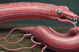 Earthworm Anatomy and Movement