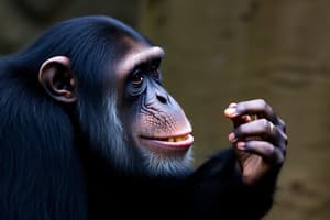 Chimpanzee Territorial Behavior