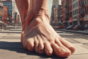 Anatomy of Foot Views Quiz