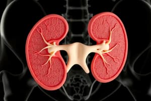 Vías Excretoras Urinarias: Cálices y Pelvis Renal