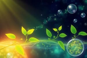 Photosynthesis Overview