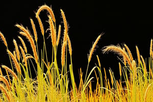 Eragrostis Tef: An Ethiopian Staple