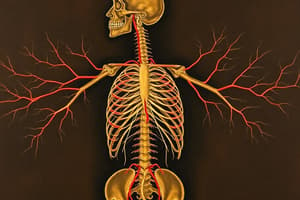 Autonomic Nervous System Quiz