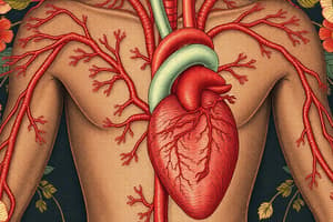 Cardiovascular System Overview