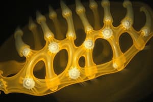 Endochondral Ossification Process