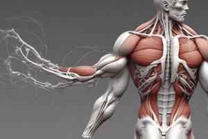 Myofibrils and Muscle Fibers