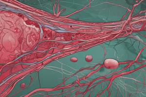 Blood Vessel Structure