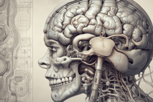 Brain Anatomy: Subarachnoid Spaces and Cisterns