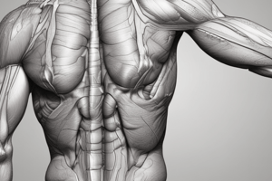 Muscle Tissue Characteristics