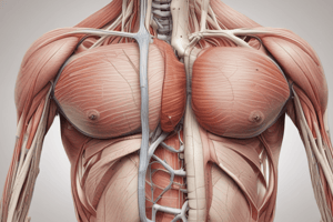 Fibularis Brevis Muscle Anatomy