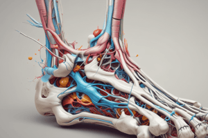 Foot Anatomy Views Quiz