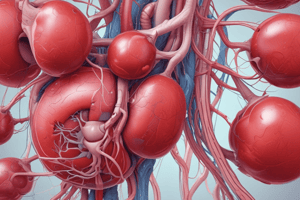 Structure and Functions of the Urinary System Quiz