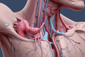 23.3 Lower Respiratory Tract