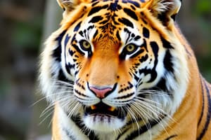 Siberian Tiger Facts and Adaptations