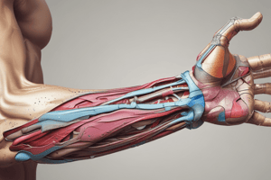 Anatomy of the Upper Limb Vessels