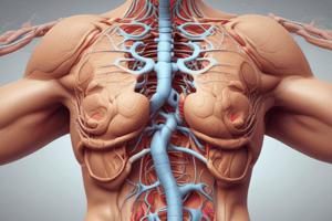 Abdominal Walls: Neurovasculature and Anatomy