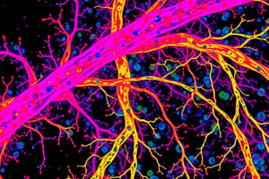 Nerve Fiber Structure and Staining Techniques