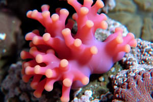 Anthozoa Characteristics Quiz